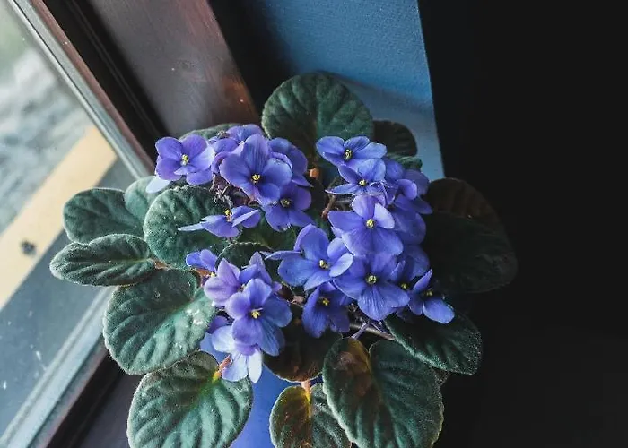 Guest house Tiiupesa Hellamaa (Hiiumaa)